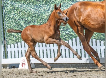 Westphalian, Stallion, , Chestnut-Red