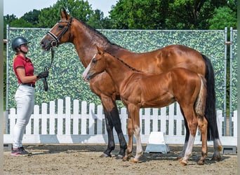 Westphalian, Stallion, Foal (04/2025), Chestnut-Red