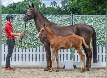 Westphalian, Stallion, , Chestnut-Red