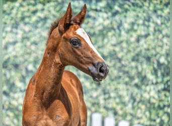 Westphalian, Stallion, , Chestnut-Red
