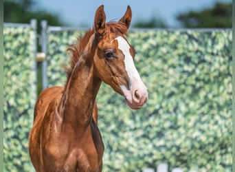 Westphalian, Stallion, , Chestnut-Red
