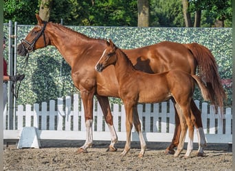 Westphalian, Stallion, Foal (06/2025), Chestnut-Red