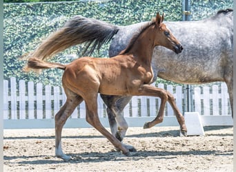 Westphalian, Stallion, , Chestnut-Red
