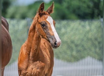 Westphalian, Stallion, , Chestnut-Red