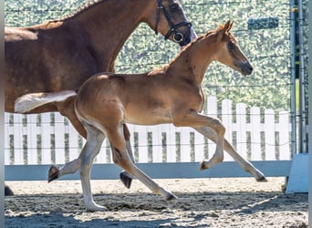 Westphalian, Stallion, , Chestnut-Red