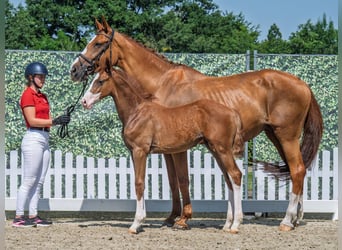 Westphalian, Stallion, , Chestnut-Red