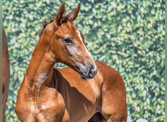 Westphalian, Stallion, , Chestnut-Red