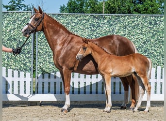 Westphalian, Stallion, , Chestnut-Red