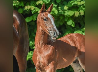 Westphalian, Stallion, Foal (04/2024), Chestnut-Red