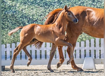 Westphalian, Stallion, , Chestnut-Red