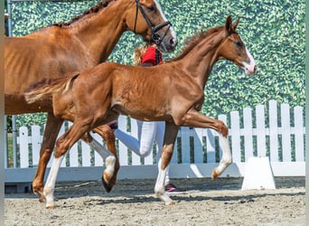 Westphalian, Stallion, , Chestnut-Red