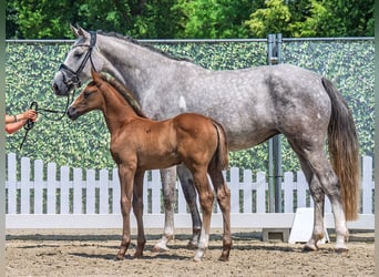 Westphalian, Stallion, , Chestnut-Red