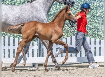 Westphalian, Stallion, , Chestnut-Red