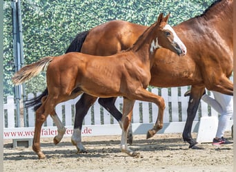 Westphalian, Stallion, Foal (04/2025), Chestnut-Red