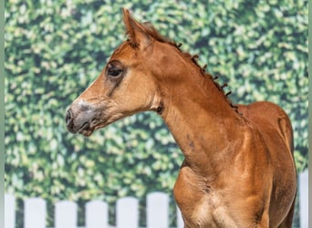 Westphalian, Stallion, , Chestnut-Red