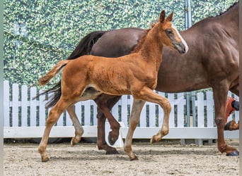 Westphalian, Stallion, , Chestnut-Red