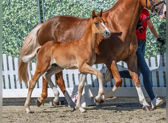 Westphalian, Stallion, , Chestnut-Red