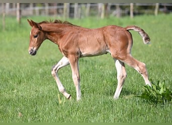Westphalian, Stallion, , Chestnut