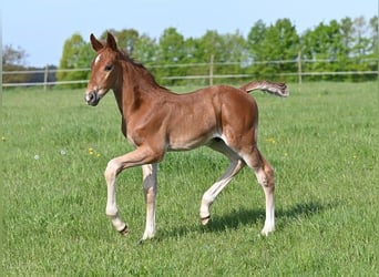 Westphalian, Stallion, , Chestnut