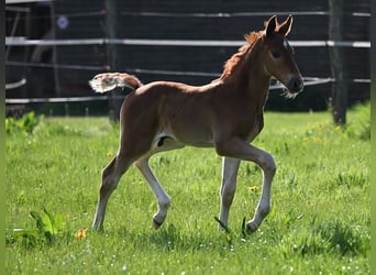 Westphalian, Stallion, , Chestnut