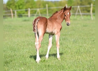 Westphalian, Stallion, , Chestnut