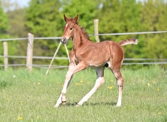 Westphalian, Stallion, , Chestnut