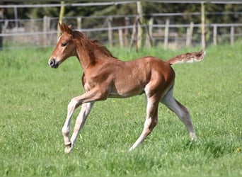 Westphalian, Stallion, , Chestnut