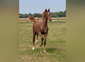 Westphalian, Stallion, Foal (05/2026), Chestnut