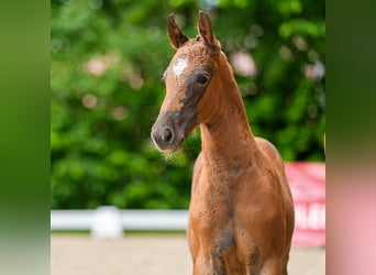 Westphalian, Stallion, Foal (05/2026), Chestnut