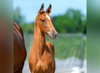 Westphalian, Stallion, Foal (06/2026), Chestnut