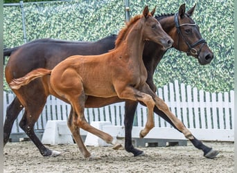 Westphalian, Stallion, Foal (04/2025), Chestnut