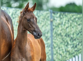 Westphalian, Stallion, Foal (04/2025), Chestnut