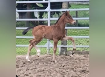 Westphalian, Stallion, Foal (01/2026)