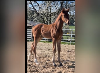 Westphalian, Stallion, Foal (01/2026)