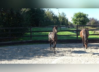Westphalian, Stallion, Foal (04/2026)