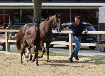 Westphalian, Stallion, Foal (03/2026)