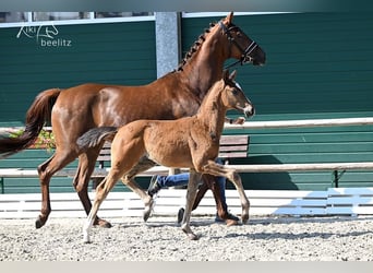 Westphalian, Stallion, 