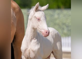 Westphalian, Stallion, , Dun