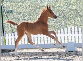 Westphalian, Stallion, , Dun
