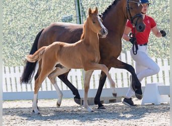 Westphalian, Stallion, , Dun