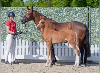 Westphalian, Stallion, , Dun