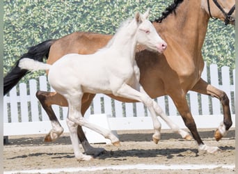 Westphalian, Stallion, , Dun