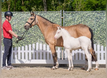 Westphalian, Stallion, , Dun