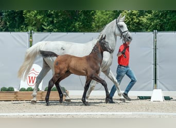 Westphalian, Stallion, Foal (04/2023), Gray-Dark-Tan