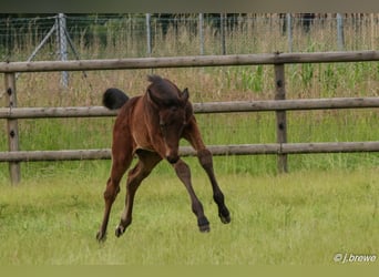 Westphalian, Stallion, Foal (04/2024), Gray-Dark-Tan