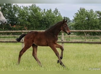 Westphalian, Stallion, Foal (04/2024), Gray-Dark-Tan