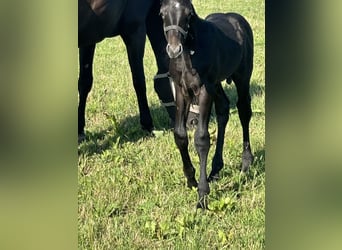 Westphalian, Stallion, Foal (06/2025), Gray-Dark-Tan
