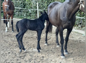 Westphalian, Stallion, Foal (06/2025), Gray-Dark-Tan
