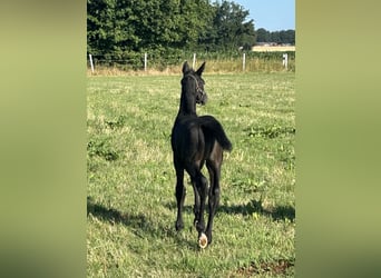 Westphalian, Stallion, Foal (06/2025), Gray-Dark-Tan