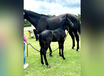 Westphalian, Stallion, Foal (06/2025), Gray-Dark-Tan